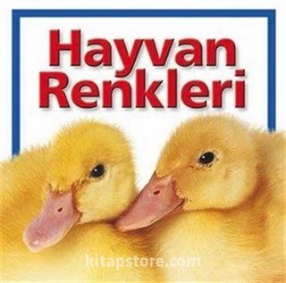 Çöl Hayvanlar Dünyası