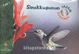 Kitap Store