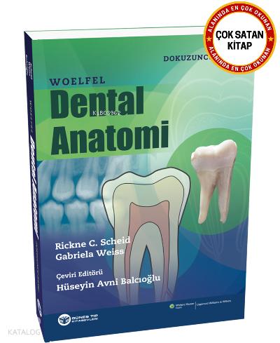 Woelfel Dental Anatomi