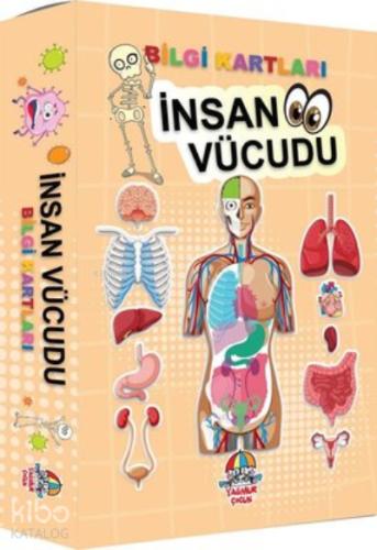 İnsan Vücudu Bilgi Kartları