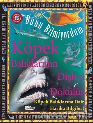 Bunu Bilmiyordum Köpek Balıklarının Dişleri Dökülür